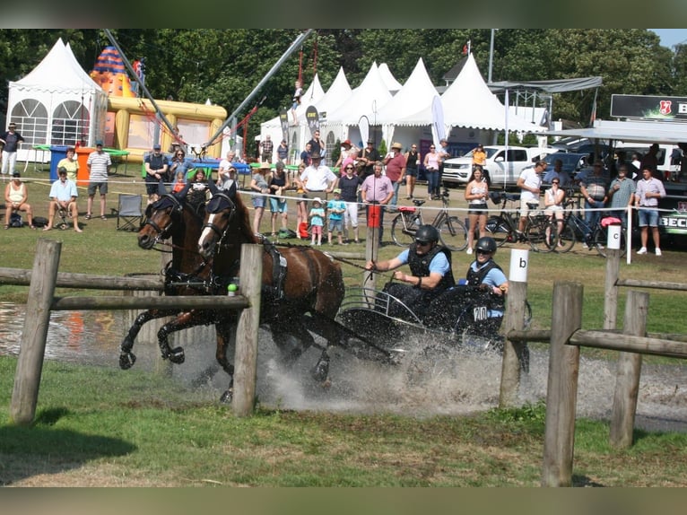 Poni alemán Caballo castrado 19 años 153 cm Alazán in Tønder