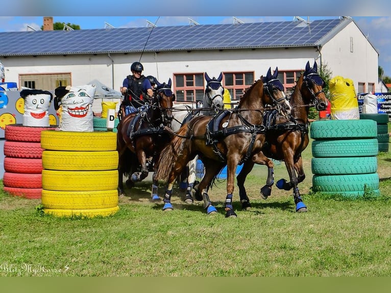 Poni alemán Caballo castrado 19 años 153 cm Alazán in Tønder