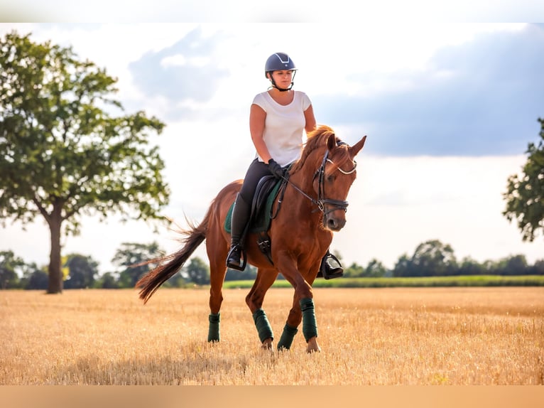 Poni alemán Caballo castrado 19 años 156 cm Alazán in Hamburg