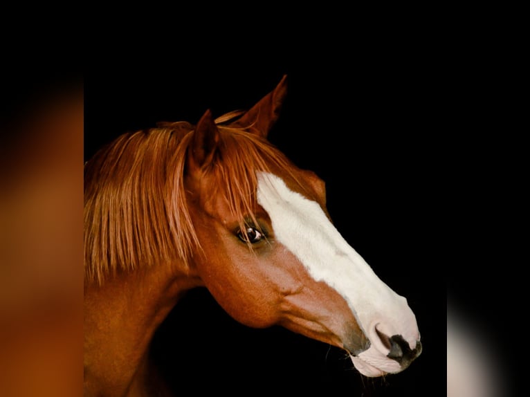 Poni alemán Caballo castrado 19 años 156 cm Alazán in Lemgo