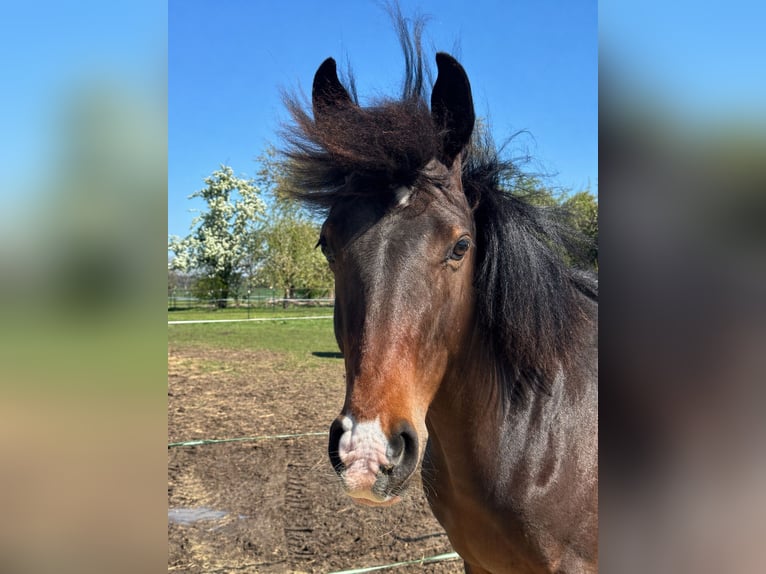 Poni alemán Caballo castrado 1 año 140 cm Castaño in Bassum
