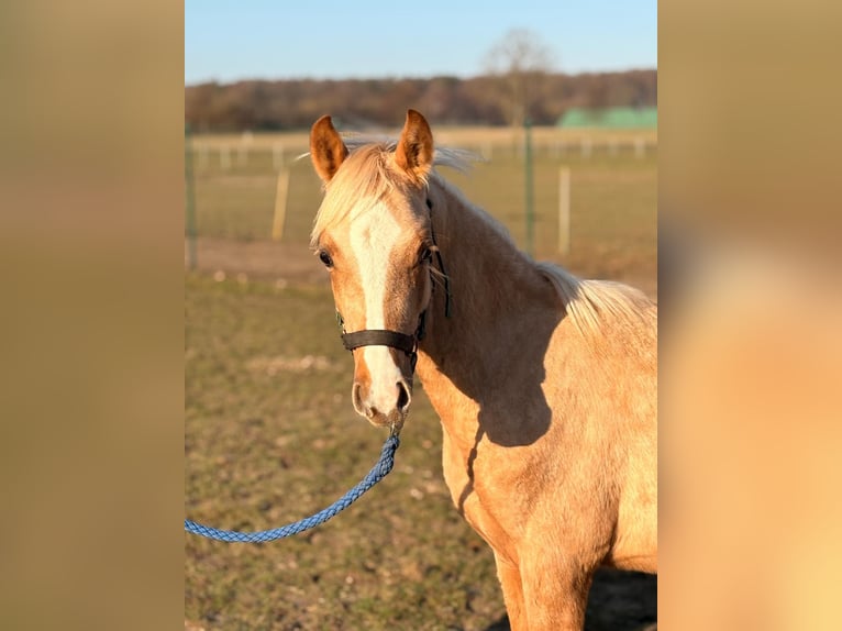 Poni alemán Caballo castrado 1 año 145 cm Palomino in Rostock