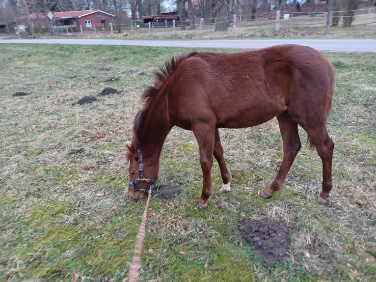 Poni alemán Caballo castrado 1 año Alazán in Dettmannsdorf