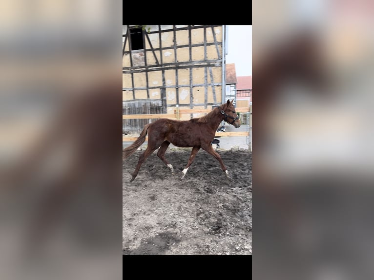 Poni alemán Caballo castrado 1 año Alazán in Fritzlar