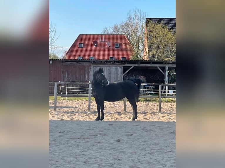 Poni alemán Caballo castrado 20 años 144 cm Negro in Hamburg Winterhude