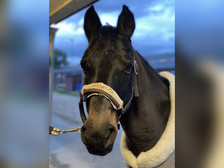 Poni alemán Caballo castrado 20 años 145 cm Castaño oscuro in Düsseldorf