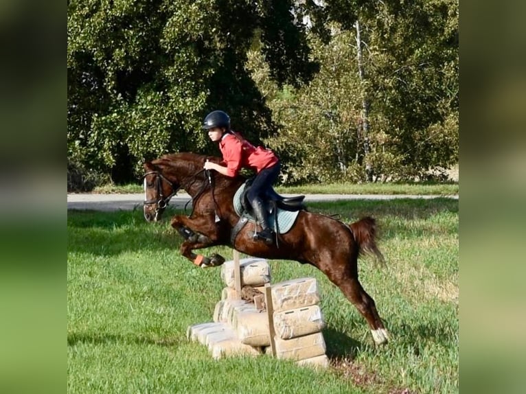 Poni alemán Caballo castrado 21 años 140 cm Alazán in Bätterkinden