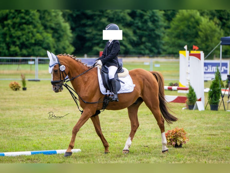 Poni alemán Caballo castrado 21 años 148 cm Alazán in Bentwisch