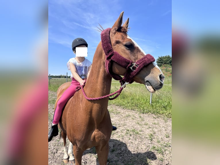 Poni alemán Caballo castrado 21 años 148 cm Alazán in Bentwisch