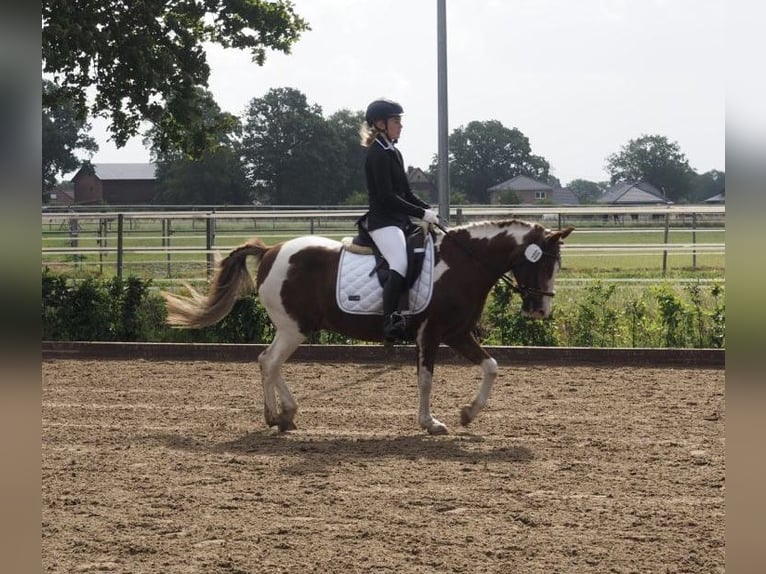 Poni alemán Caballo castrado 22 años 136 cm Pío in Bönningstedt