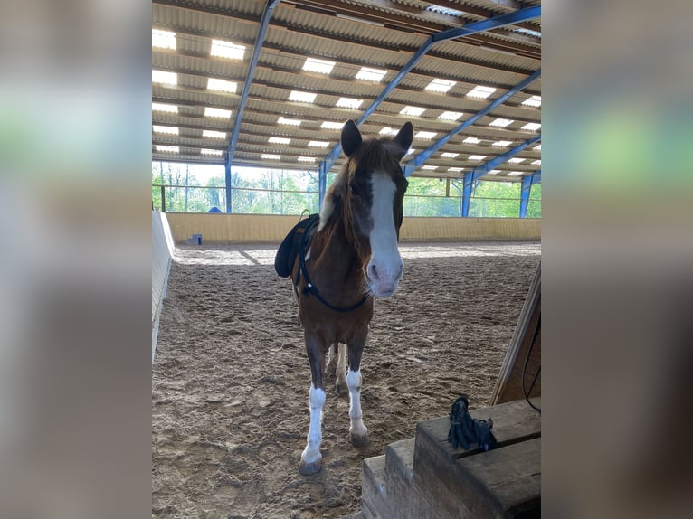 Poni alemán Caballo castrado 22 años 136 cm Pío in Bönningstedt