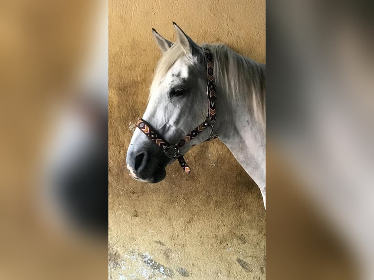 Poni alemán Mestizo Caballo castrado 22 años 145 cm Tordo in Dahlem