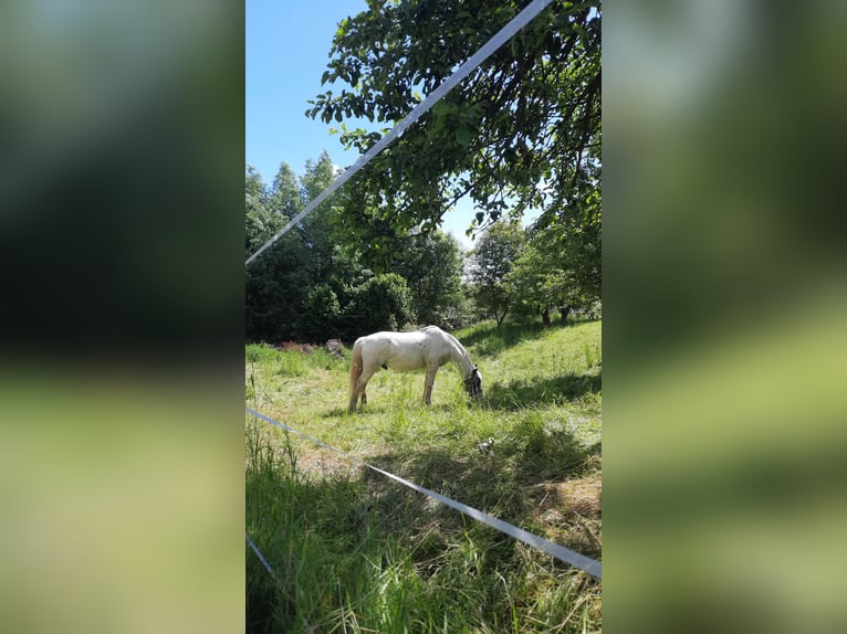 Poni alemán Caballo castrado 22 años 150 cm Tordo rodado in Bannewitz