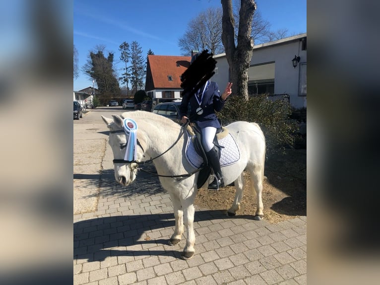 Poni alemán Caballo castrado 23 años 130 cm Tordo in Karlsfeld