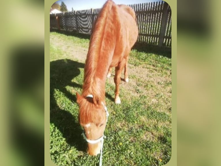 Poni alemán Caballo castrado 23 años 148 cm Alazán in Bopfingen