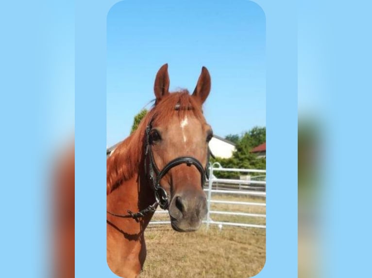 Poni alemán Caballo castrado 23 años 148 cm Alazán in Bopfingen