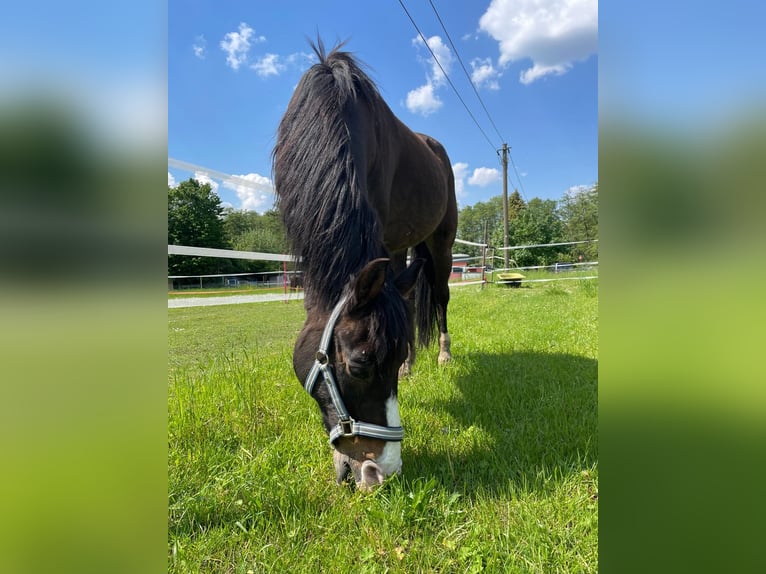 Poni alemán Caballo castrado 25 años 140 cm Castaño oscuro in Rheurdt