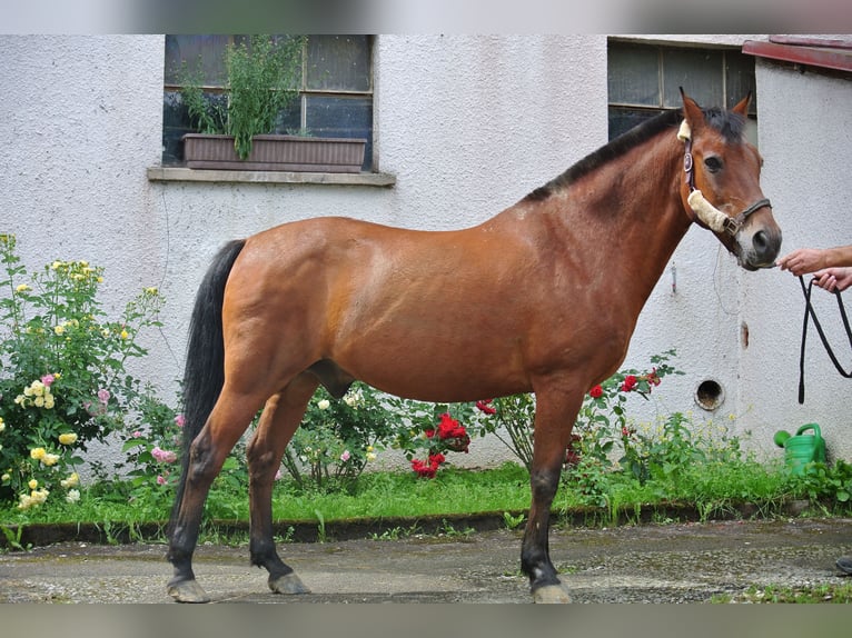 Poni alemán Caballo castrado 26 años 145 cm Castaño in Waldstetten