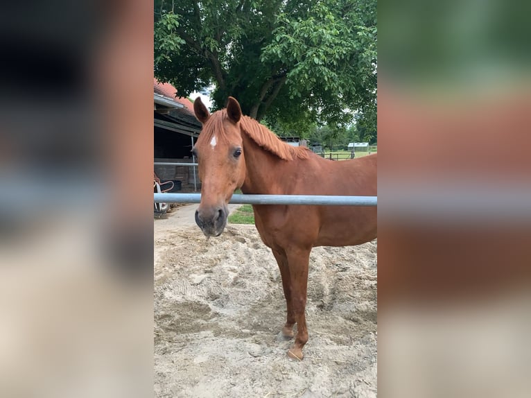 Poni alemán Caballo castrado 26 años 150 cm Alazán in Hamminkeln