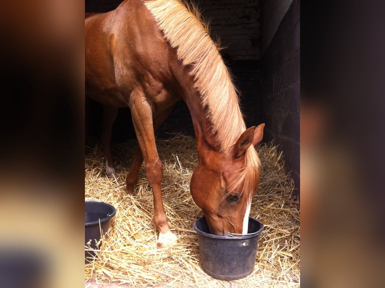 Poni alemán Mestizo Caballo castrado 28 años 152 cm Alazán in Bad Laasphe
