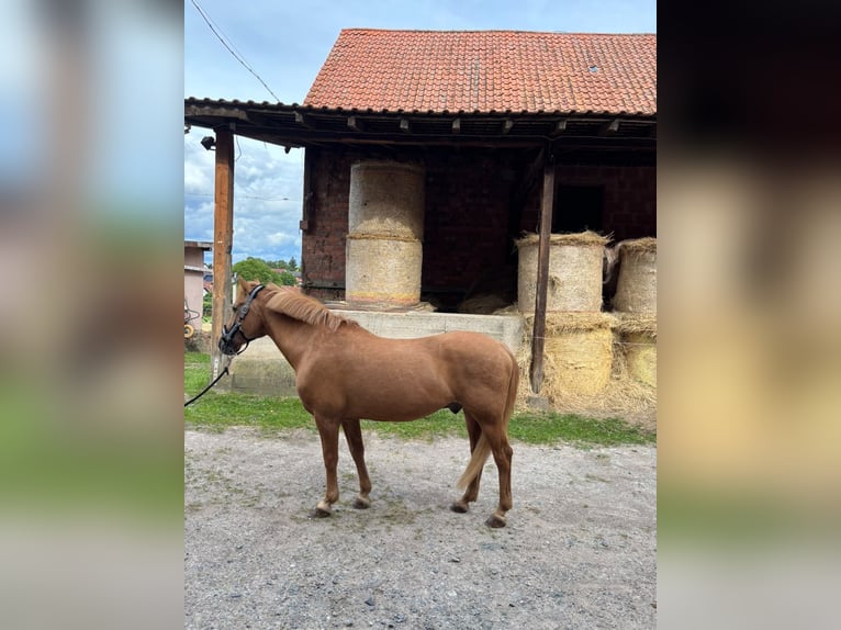 Poni alemán Mestizo Caballo castrado 28 años 155 cm Alazán in Otzberg-Lengfeld