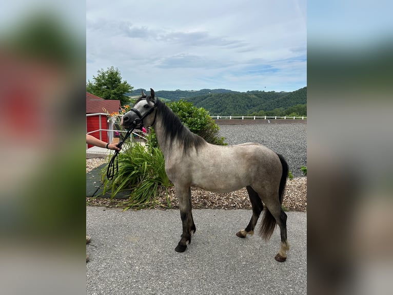 Poni alemán Caballo castrado 2 años 135 cm Tordo rodado in Linz