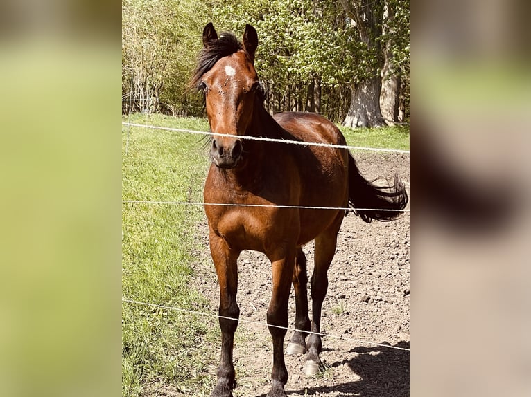 Poni alemán Caballo castrado 2 años 137 cm Castaño in Luckau