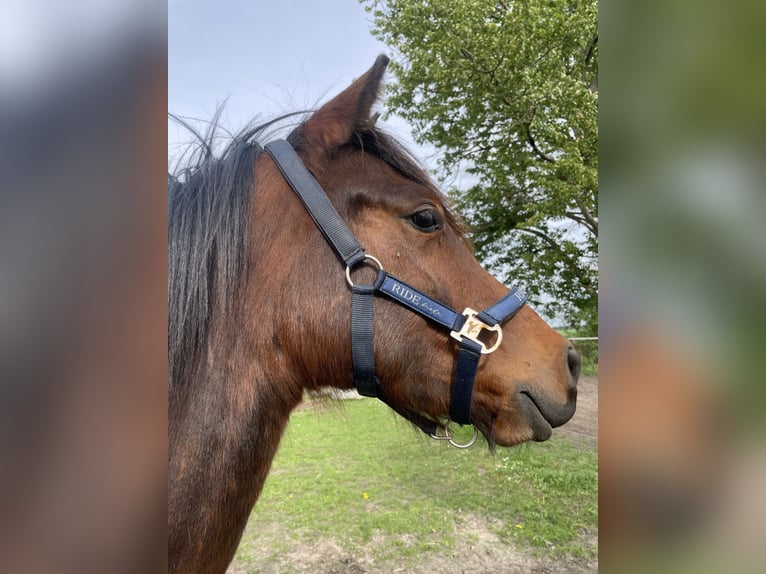 Poni alemán Caballo castrado 2 años 137 cm Castaño in Luckau