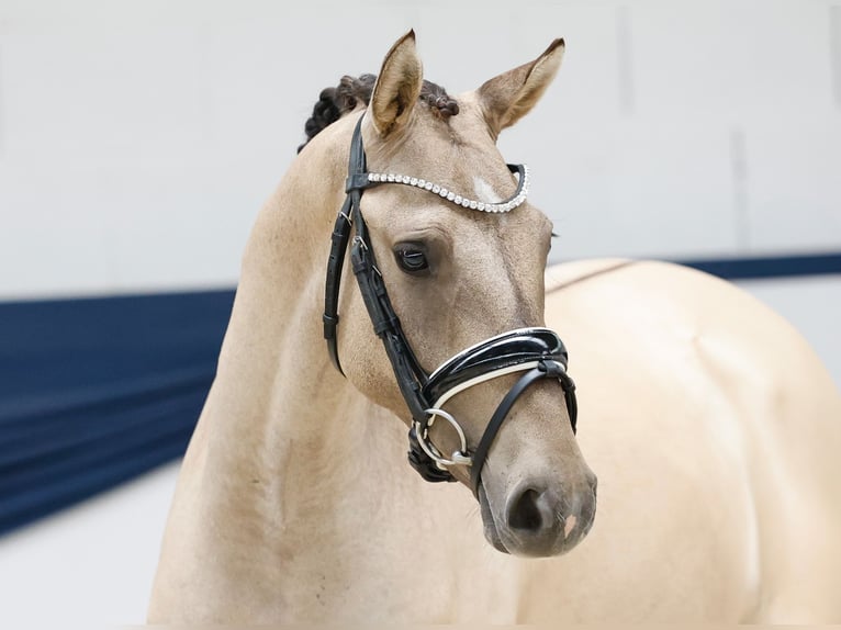 Poni alemán Caballo castrado 2 años 141 cm Bayo in Marsberg