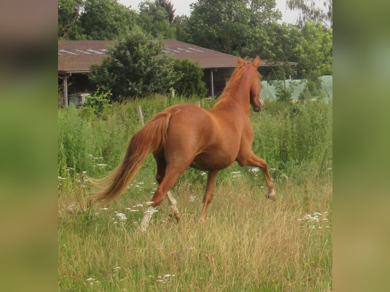 Poni alemán Caballo castrado 2 años 142 cm Alazán in Velpke