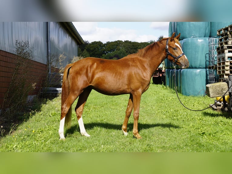 Poni alemán Caballo castrado 2 años 143 cm Alazán in Horneburg