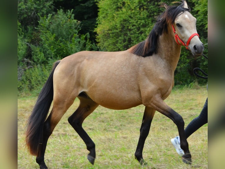 Poni alemán Caballo castrado 2 años 143 cm Buckskin/Bayo in Meinhard