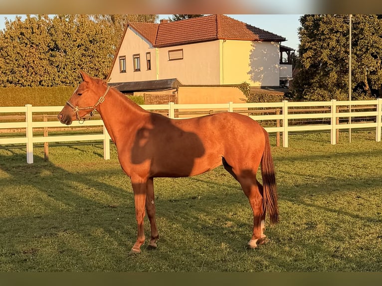 Poni alemán Caballo castrado 2 años 144 cm Alazán in Stuhr