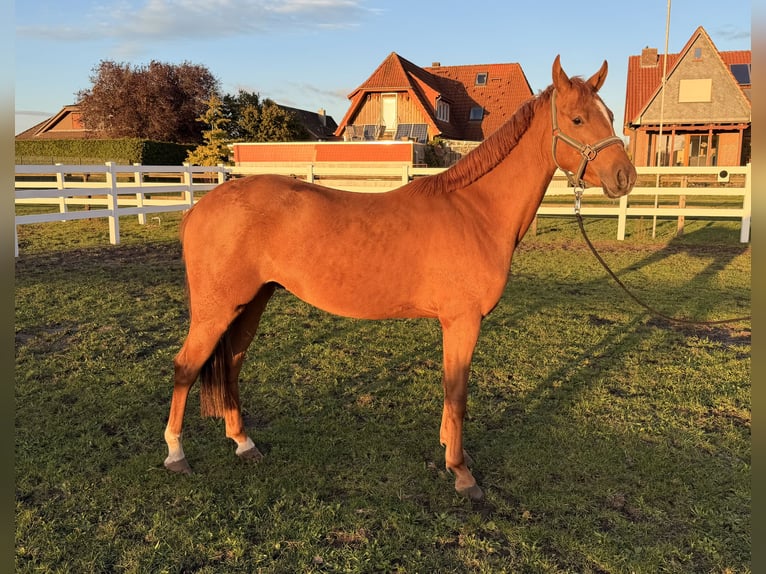 Poni alemán Caballo castrado 2 años 144 cm Alazán in Stuhr