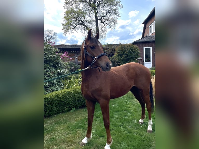 Poni alemán Caballo castrado 2 años 144 cm Alazán-tostado in Burgwedel