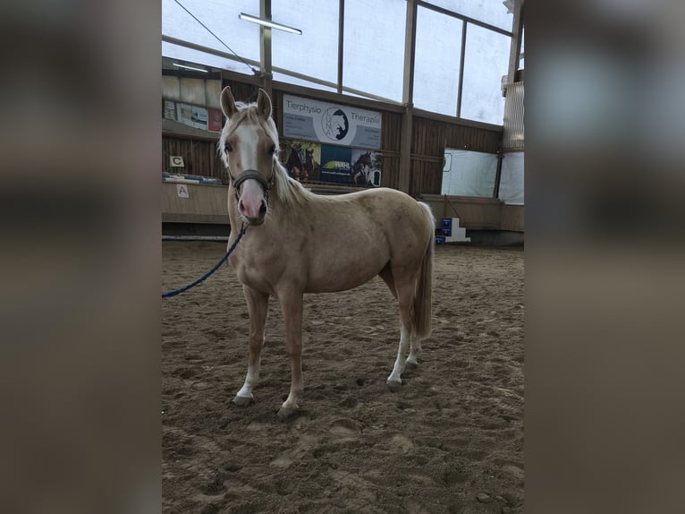 Poni alemán Caballo castrado 2 años 144 cm Palomino in Markt Indersdorf