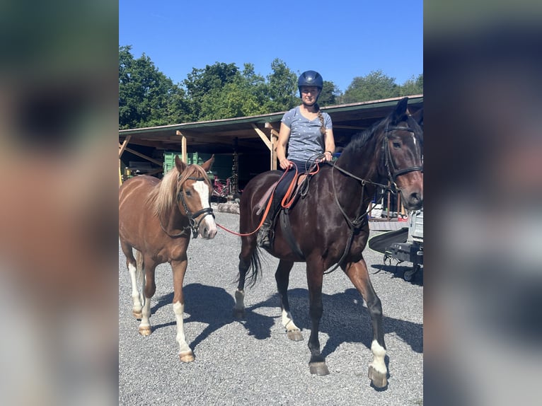 Poni alemán Caballo castrado 2 años 145 cm Alazán in Thüngen