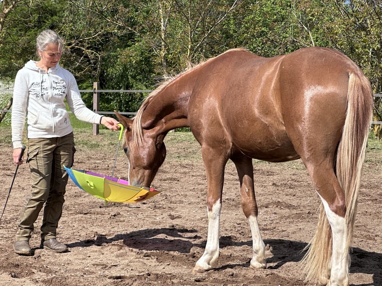 Poni alemán Caballo castrado 2 años 145 cm Alazán in Thüngen