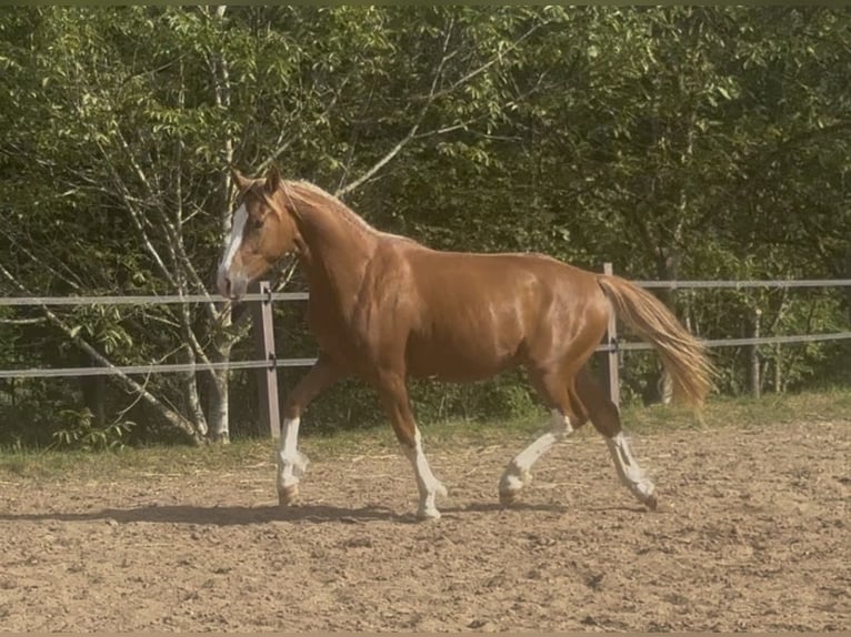Poni alemán Caballo castrado 2 años 145 cm Alazán in Thüngen