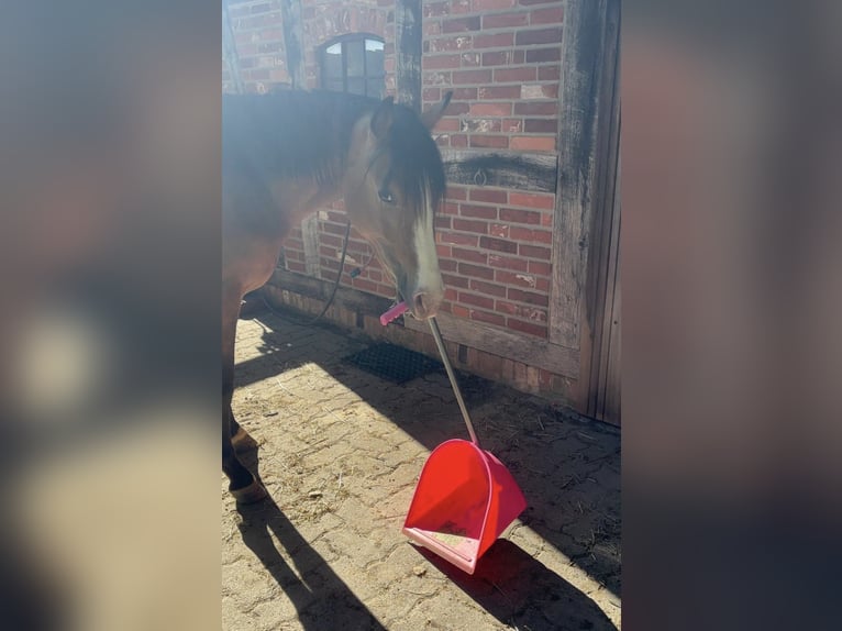 Poni alemán Caballo castrado 2 años 145 cm Buckskin/Bayo in Ritterhude