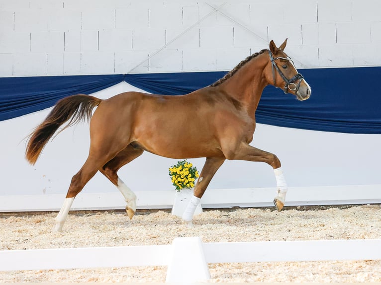 Poni alemán Caballo castrado 2 años 146 cm Alazán-tostado in Marsberg