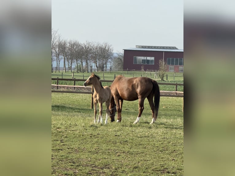 Poni alemán Caballo castrado 2 años 146 cm Bayo in Wegeleben