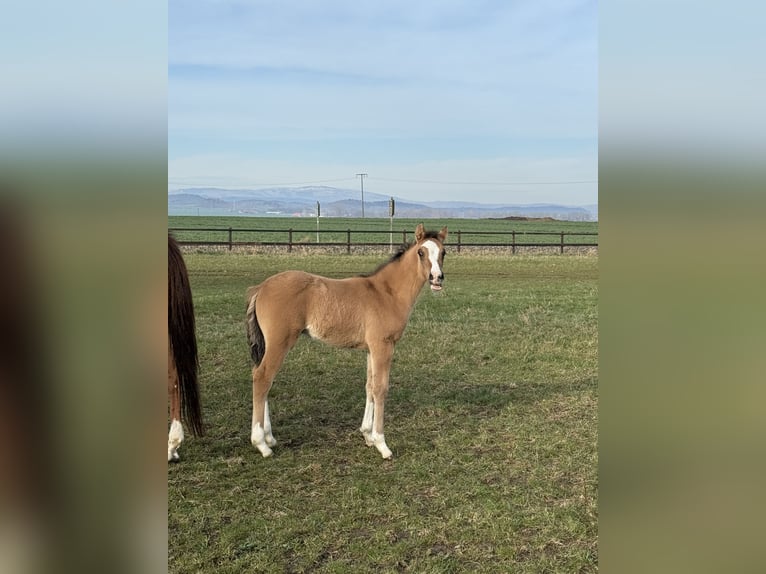 Poni alemán Caballo castrado 2 años 146 cm Bayo in Wegeleben