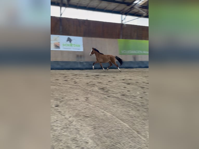 Poni alemán Caballo castrado 2 años 146 cm Bayo in Wegeleben