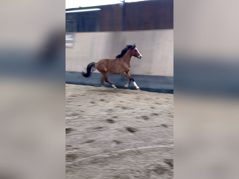 Poni alemán Caballo castrado 2 años 146 cm Bayo in Wegeleben