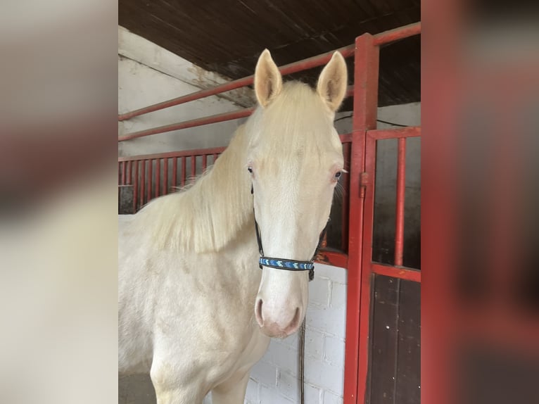 Poni alemán Caballo castrado 2 años 147 cm Cremello in Wassenberg