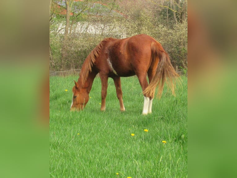 Poni alemán Caballo castrado 2 años 148 cm Alazán in Velpke