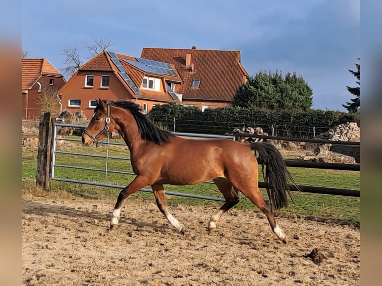 Poni alemán Caballo castrado 2 años 148 cm Castaño in Dötlingen