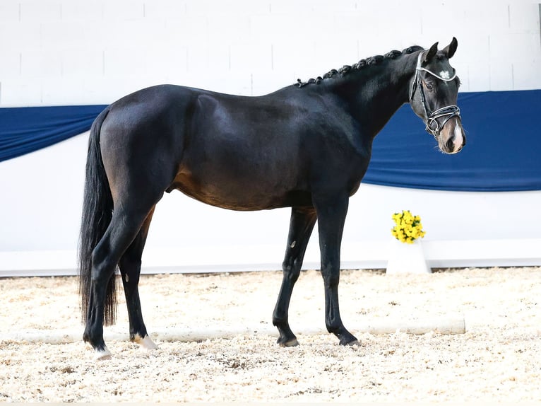 Poni alemán Caballo castrado 2 años 148 cm Castaño oscuro in Marsberg