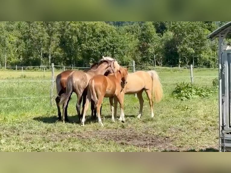 Poni alemán Caballo castrado 2 años 148 cm Palomino in Wehringen